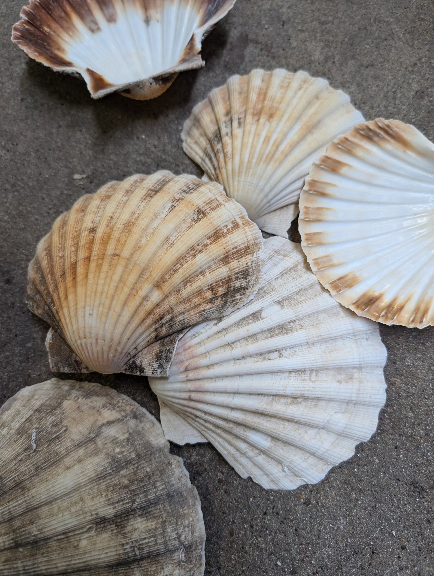 Raw Baking Scallop Shells