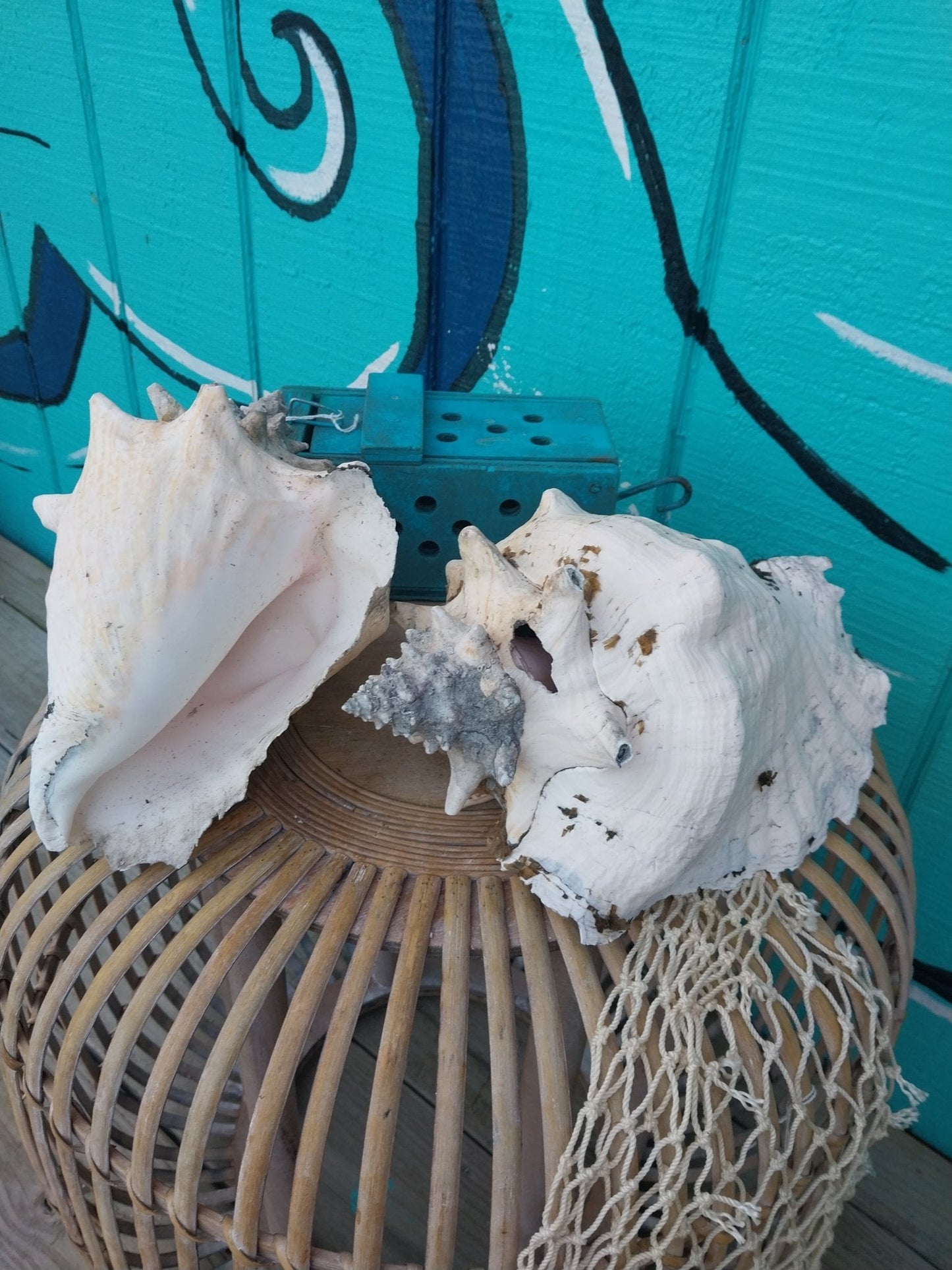 Raw Pink Queen Garden Conch with slit