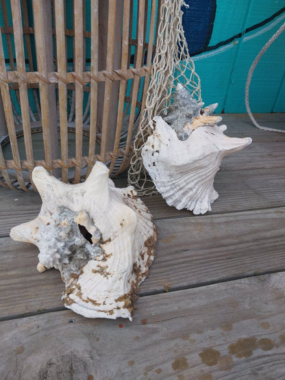 Raw Pink Queen Garden Conch with slit