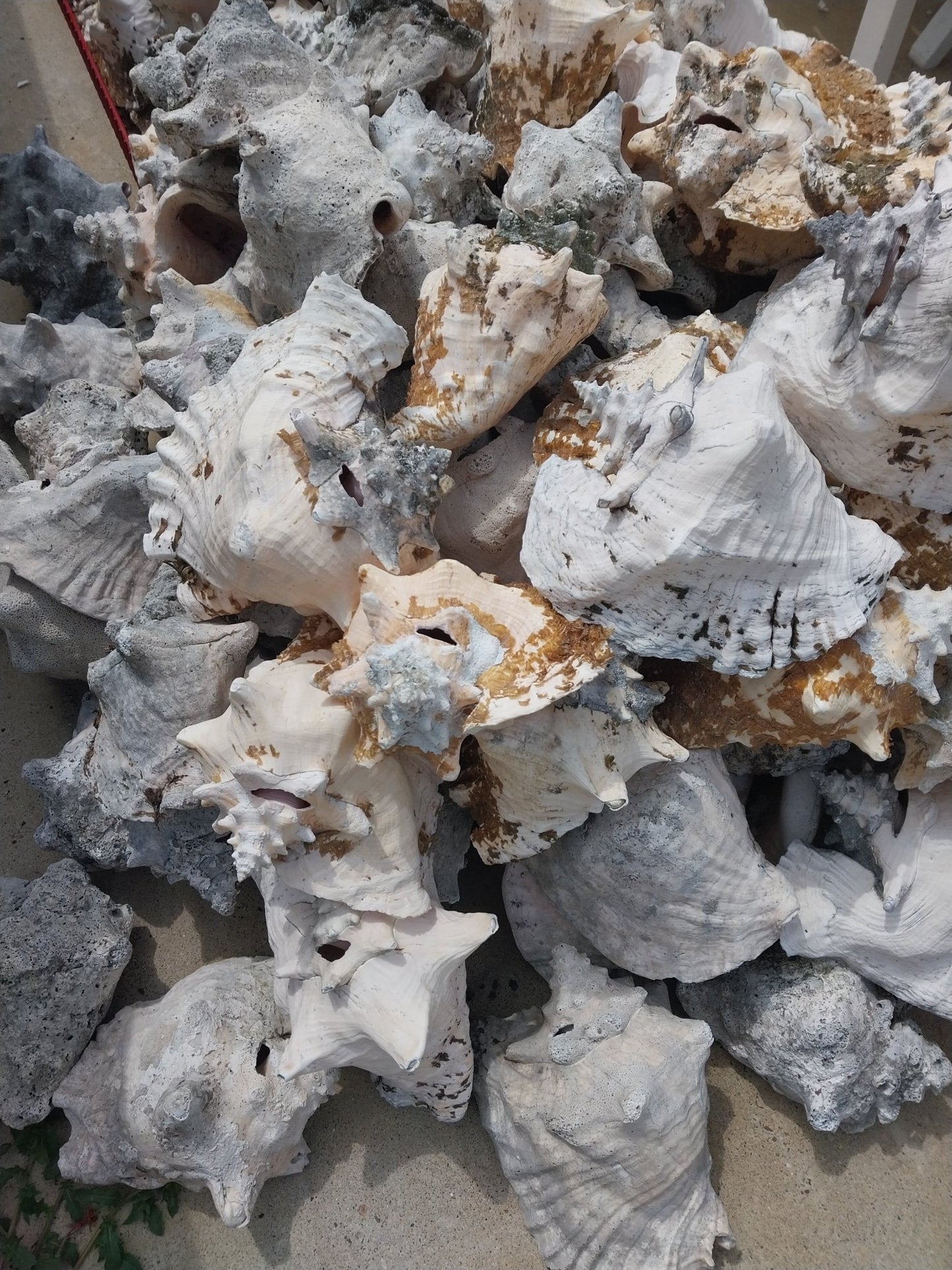 Raw Pink Queen Garden Conch with slit