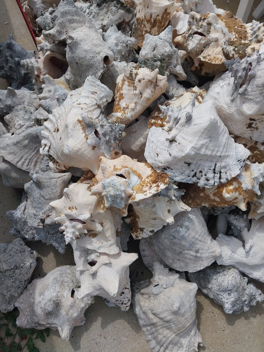 Raw Pink Queen Garden Conch with slit