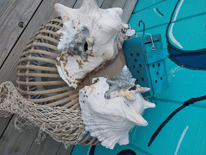 Raw Pink Queen Garden Conch with slit