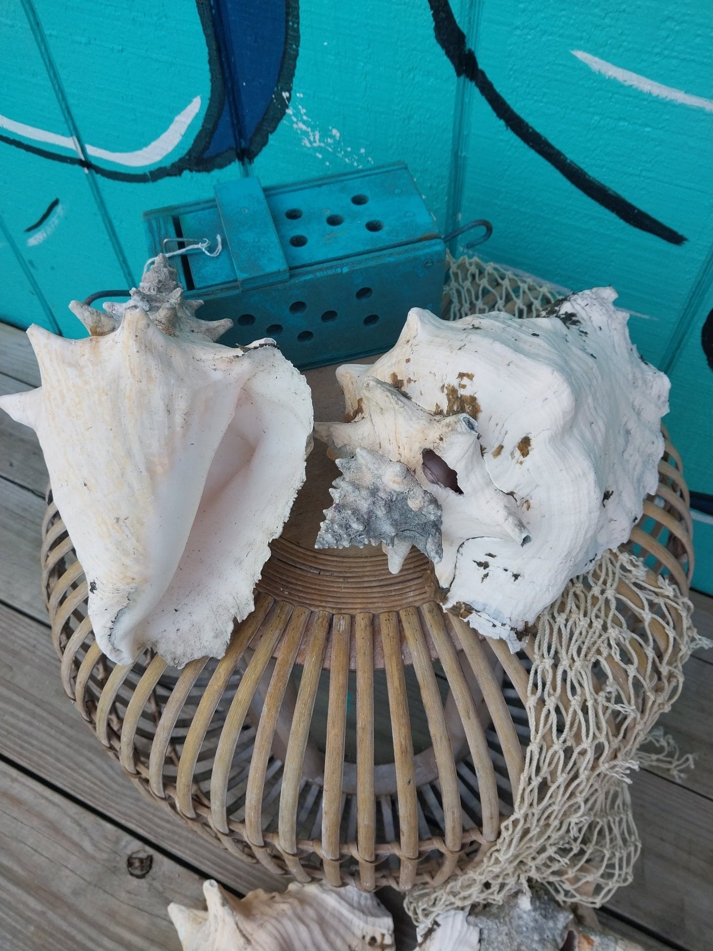 Raw Pink Queen Garden Conch with slit