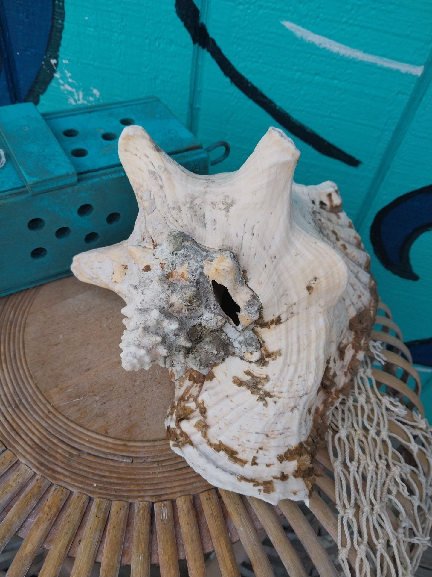 Raw Pink Queen Garden Conch with slit