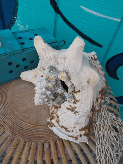 Raw Pink Queen Garden Conch with slit