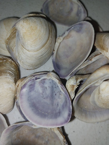 Raw Purple Clam Seashells