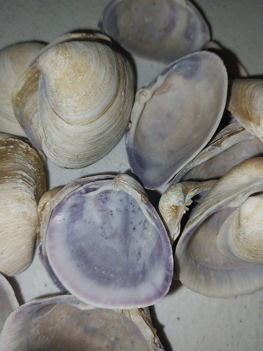 Raw Purple Clam Seashells