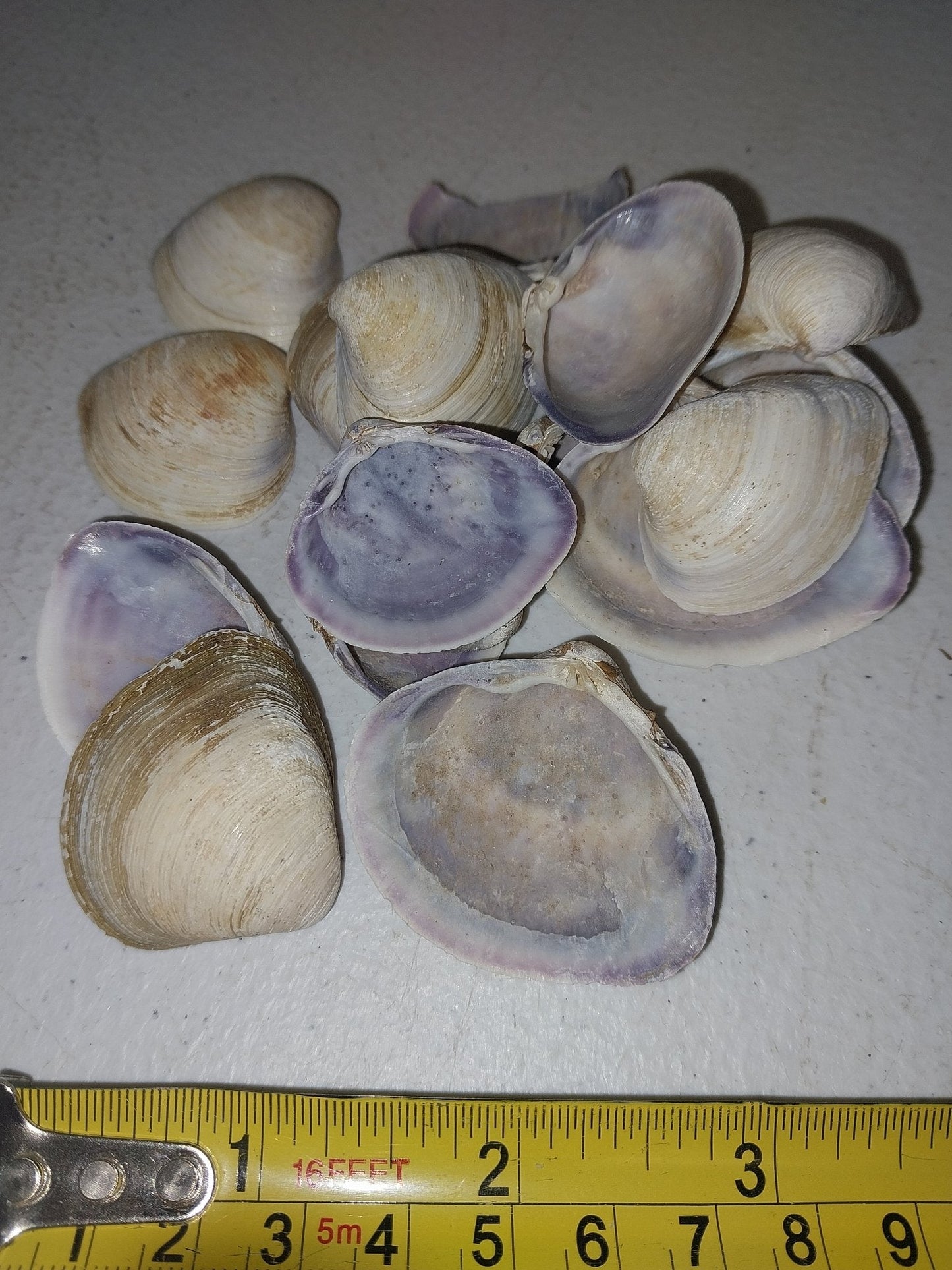 Raw Purple Clam Seashells
