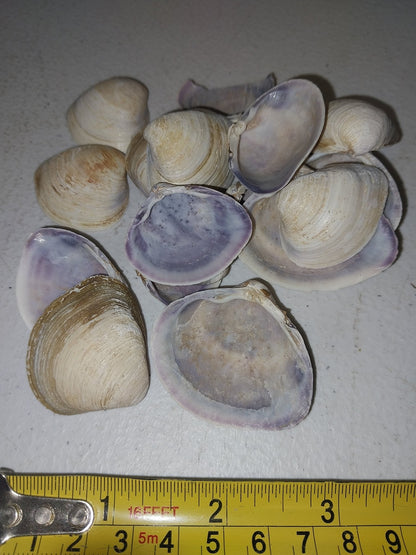 Raw Purple Clam Seashells