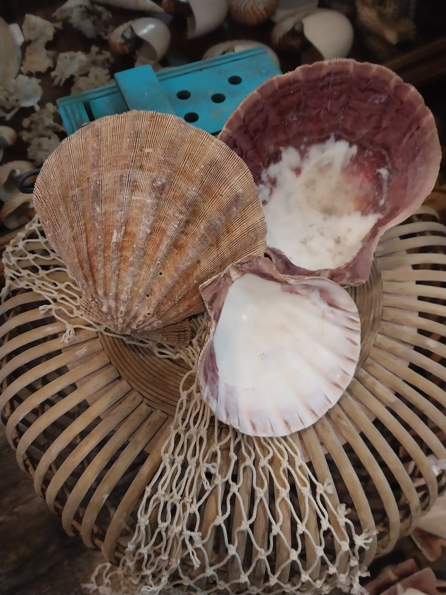 Raw Rust/Orange Lions Paw Scallop Shell