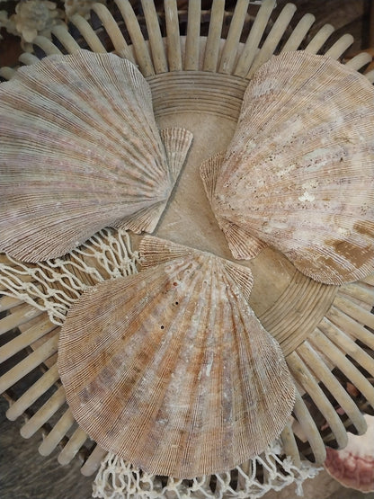 Raw Rust/Orange Lions Paw Scallop Shell