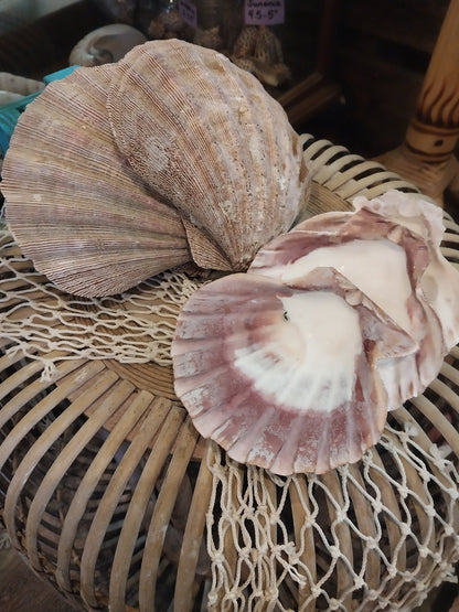 Raw Rust/Orange Lions Paw Scallop Shell