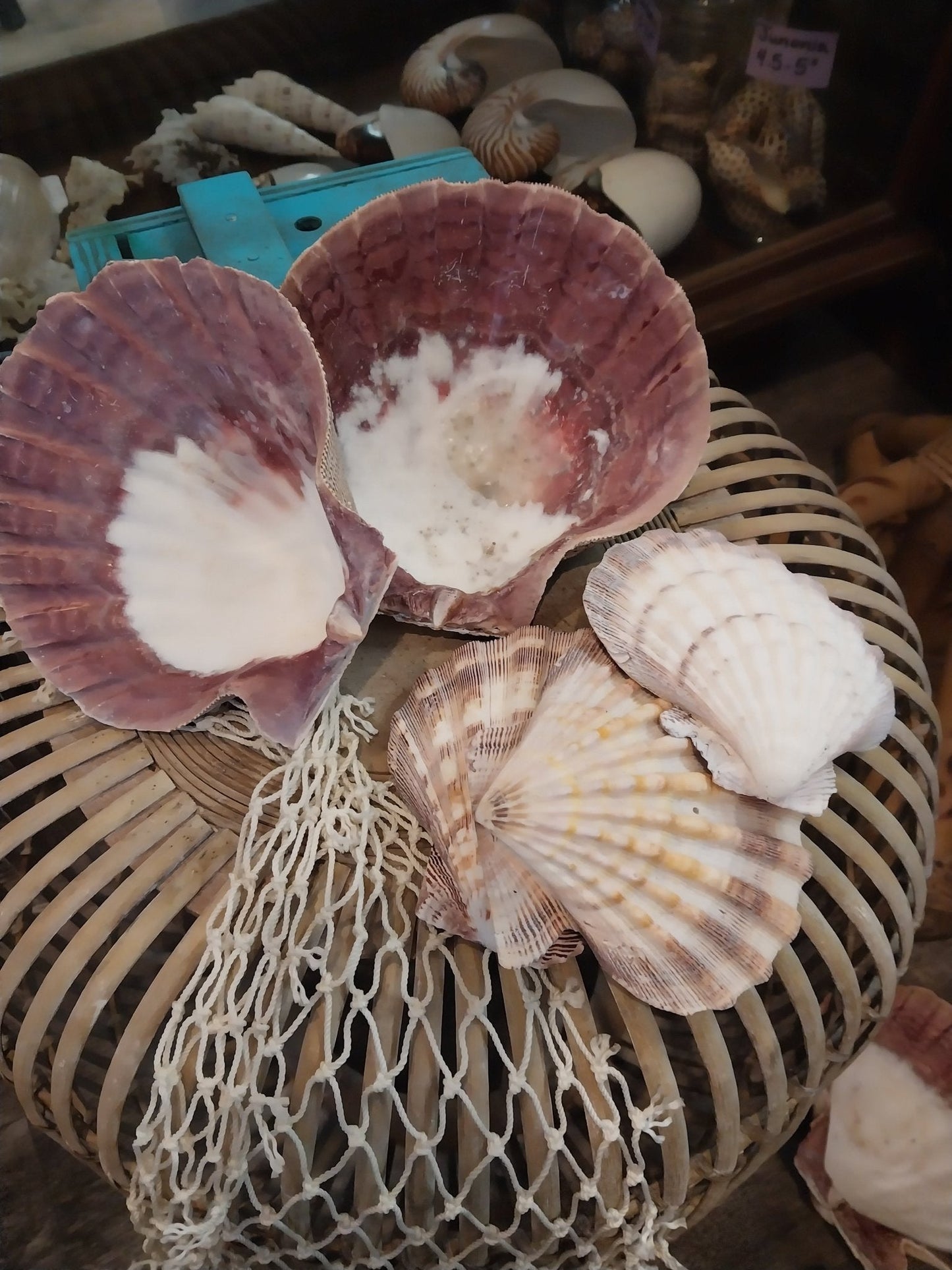 Raw Rust/Orange Lions Paw Scallop Shell