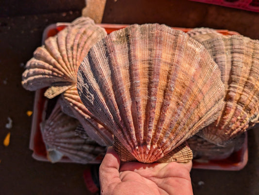 Raw Rust/Orange Lions Paw Scallop Shell