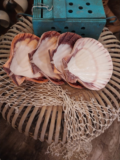 Raw Rust/Orange Lions Paw Scallop Shell