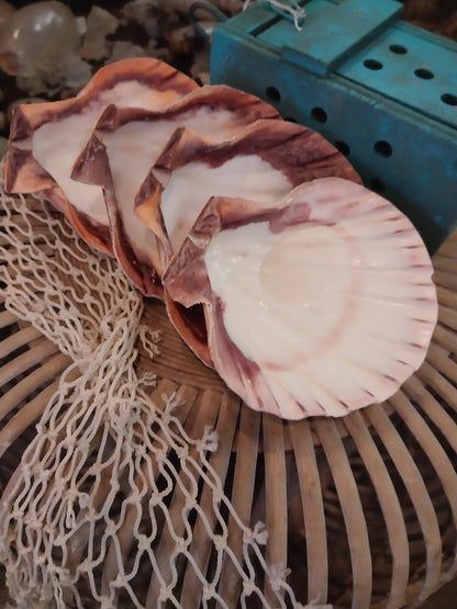 Raw Rust/Orange Lions Paw Scallop Shell