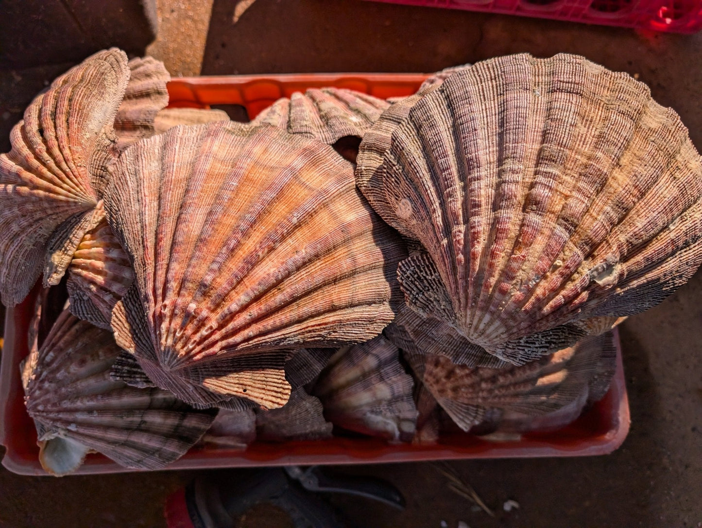 Raw Rust/Orange Lions Paw Scallop Shell