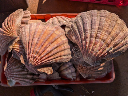 Raw Rust/Orange Lions Paw Scallop Shell
