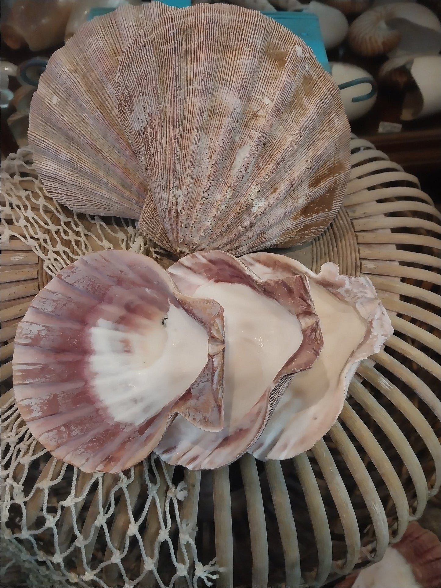 Raw Rust/Orange Lions Paw Scallop Shell