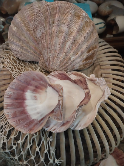 Raw Rust/Orange Lions Paw Scallop Shell