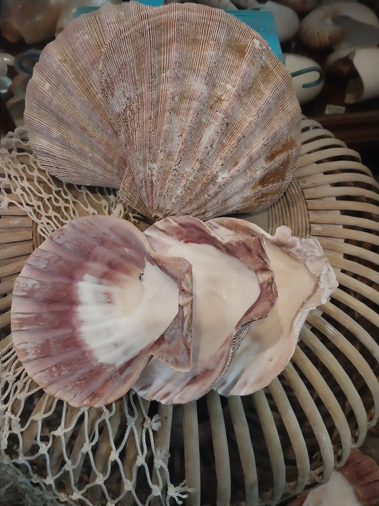 Raw Rust/Orange Lions Paw Scallop Shell