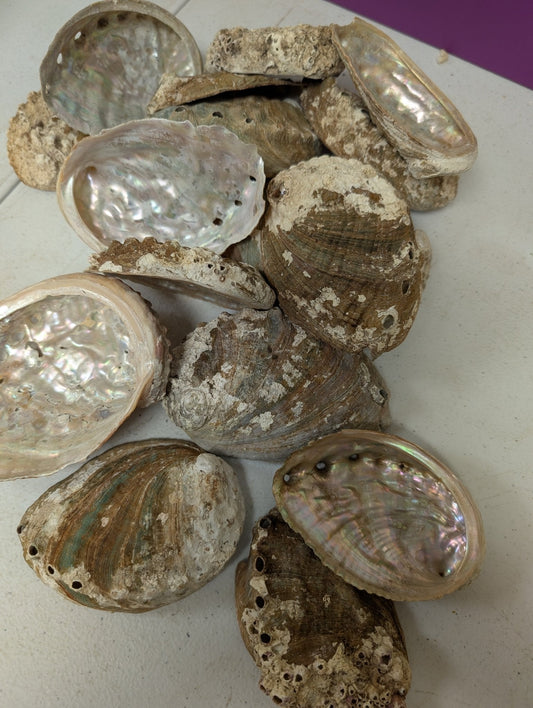 Raw Small Abalone Shell - Haliotis