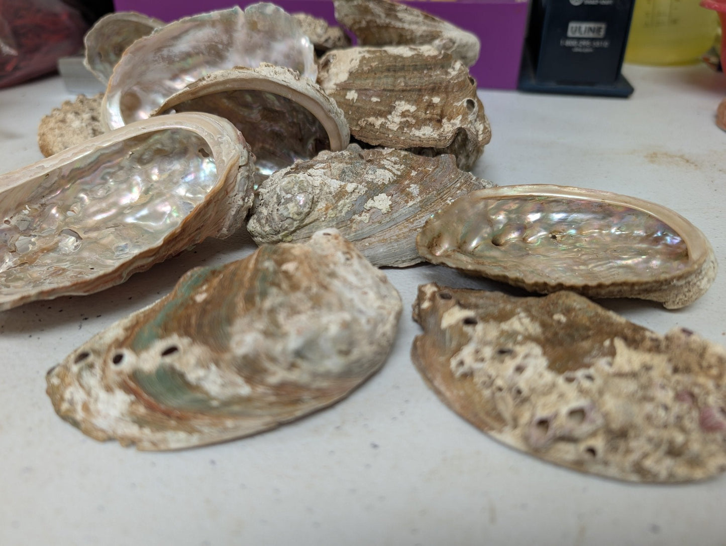 Raw Small Abalone Shell - Haliotis
