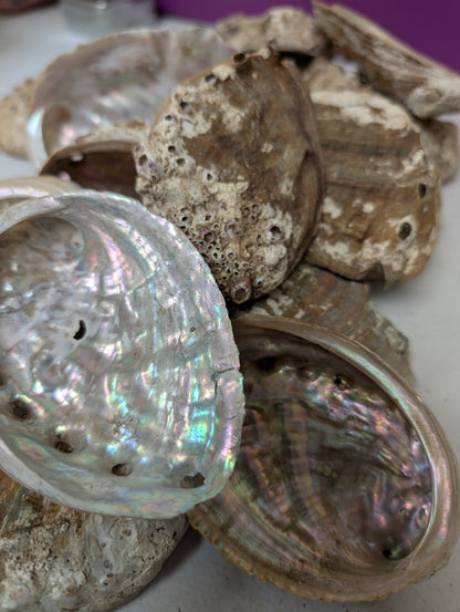 Raw Small Abalone Shell - Haliotis