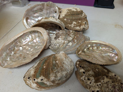 Raw Small Abalone Shell - Haliotis