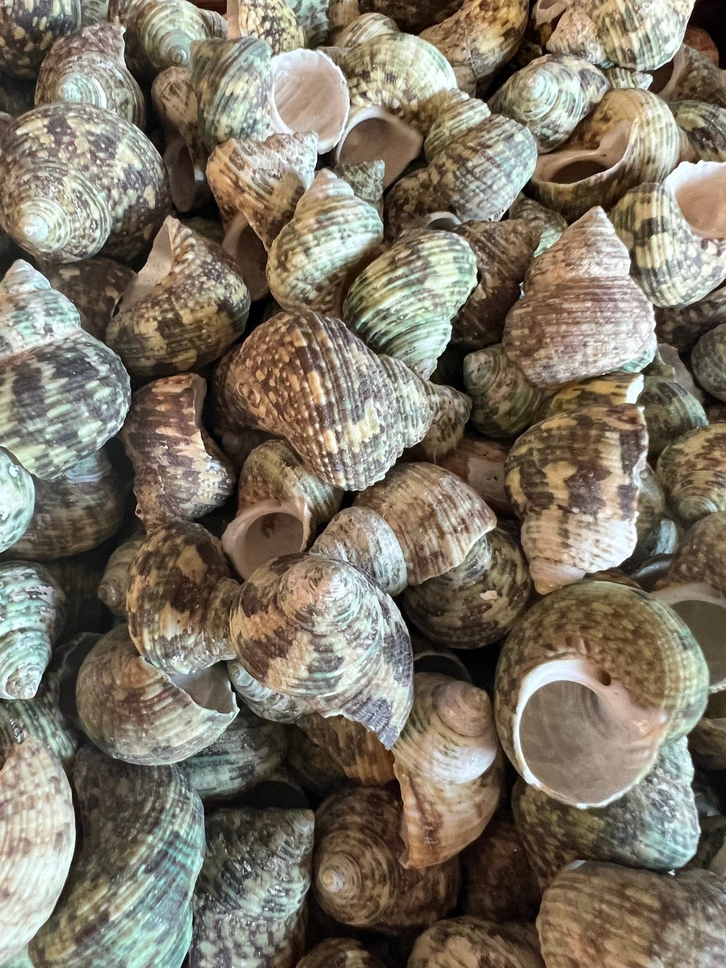 Small Natural Jade Turbo Shells