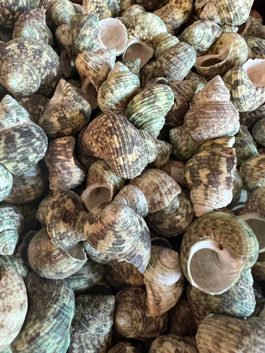 Small Natural Jade Turbo Shells