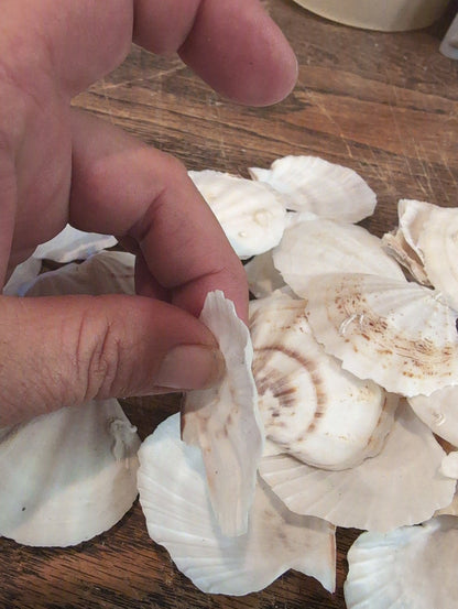 Raw White Thin Scallop- Pecten Plica