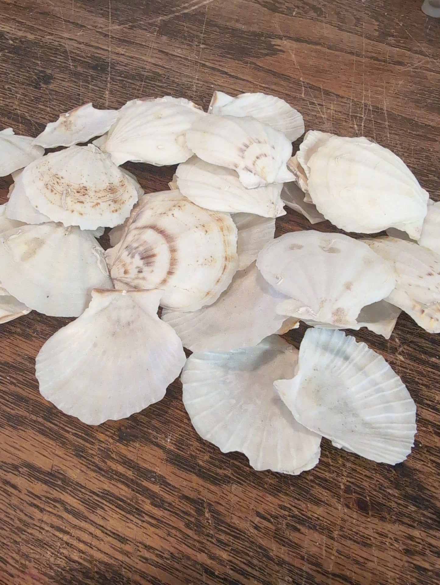 Raw White Thin Scallop- Pecten Plica