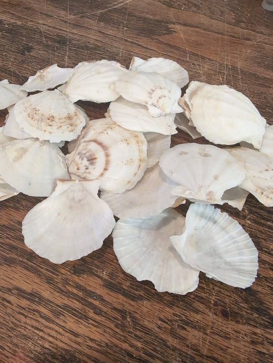 Raw White Thin Scallop- Pecten Plica