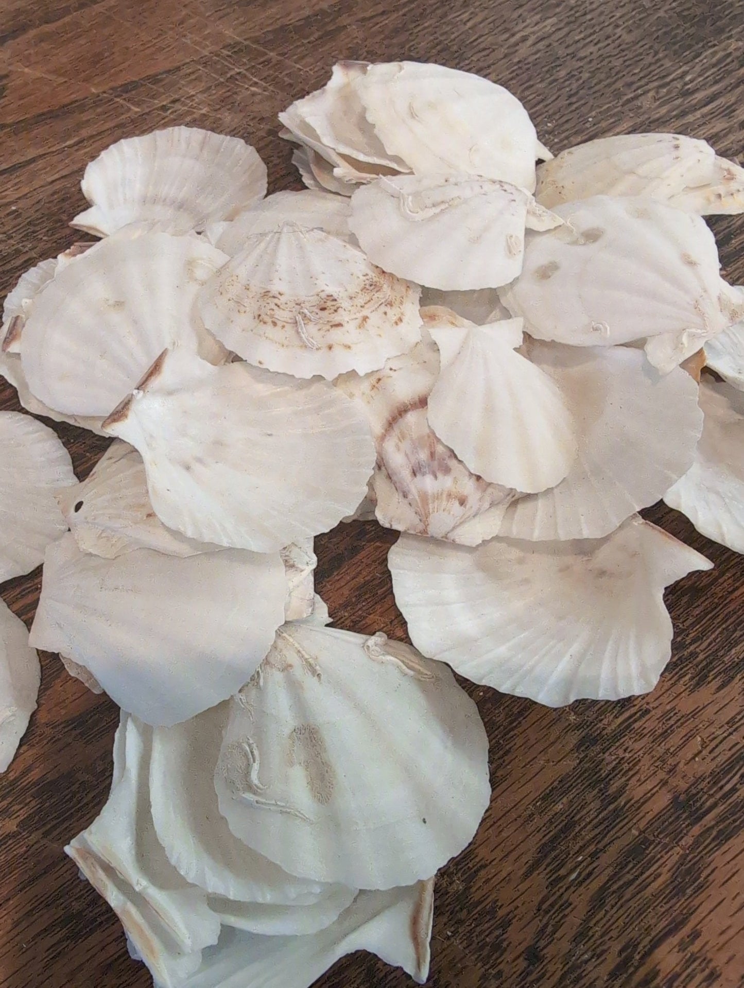 Raw White Thin Scallop- Pecten Plica