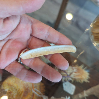 Razor Clam Shells