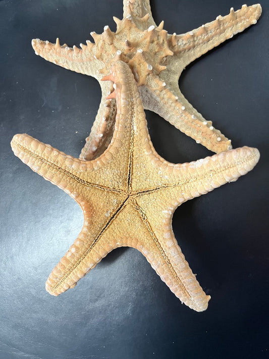 Red Horned Knobby Starfish