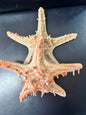 Red Horned Knobby Starfish