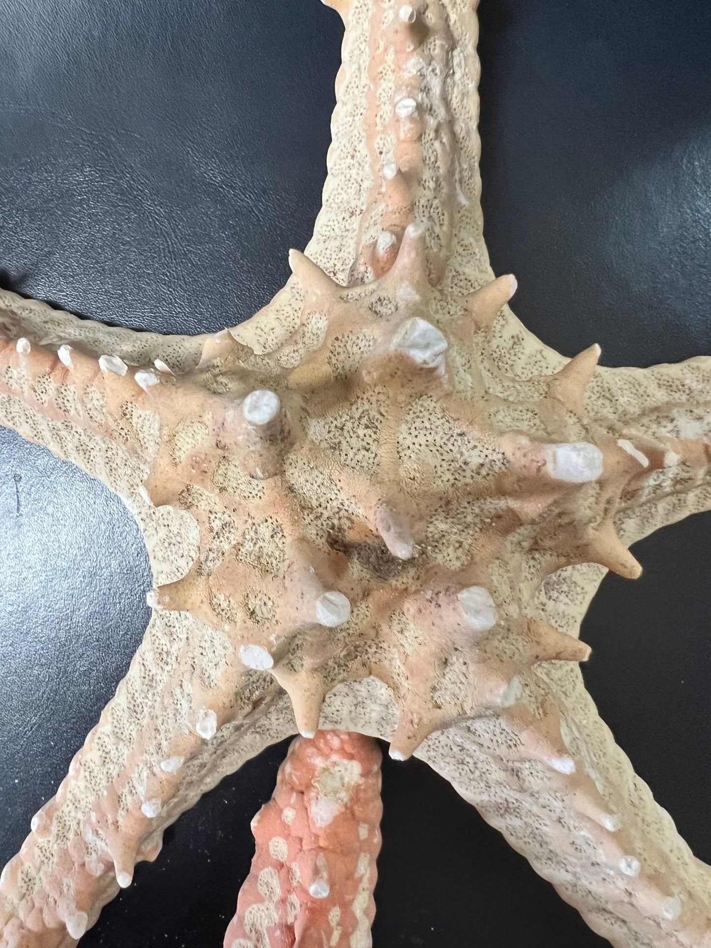 Red Horned Knobby Starfish