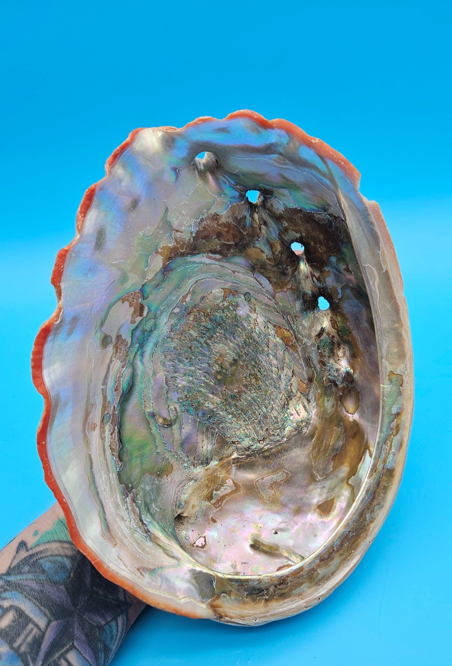 Large Red Abalone Shell – Iridescent Display Shell 8"