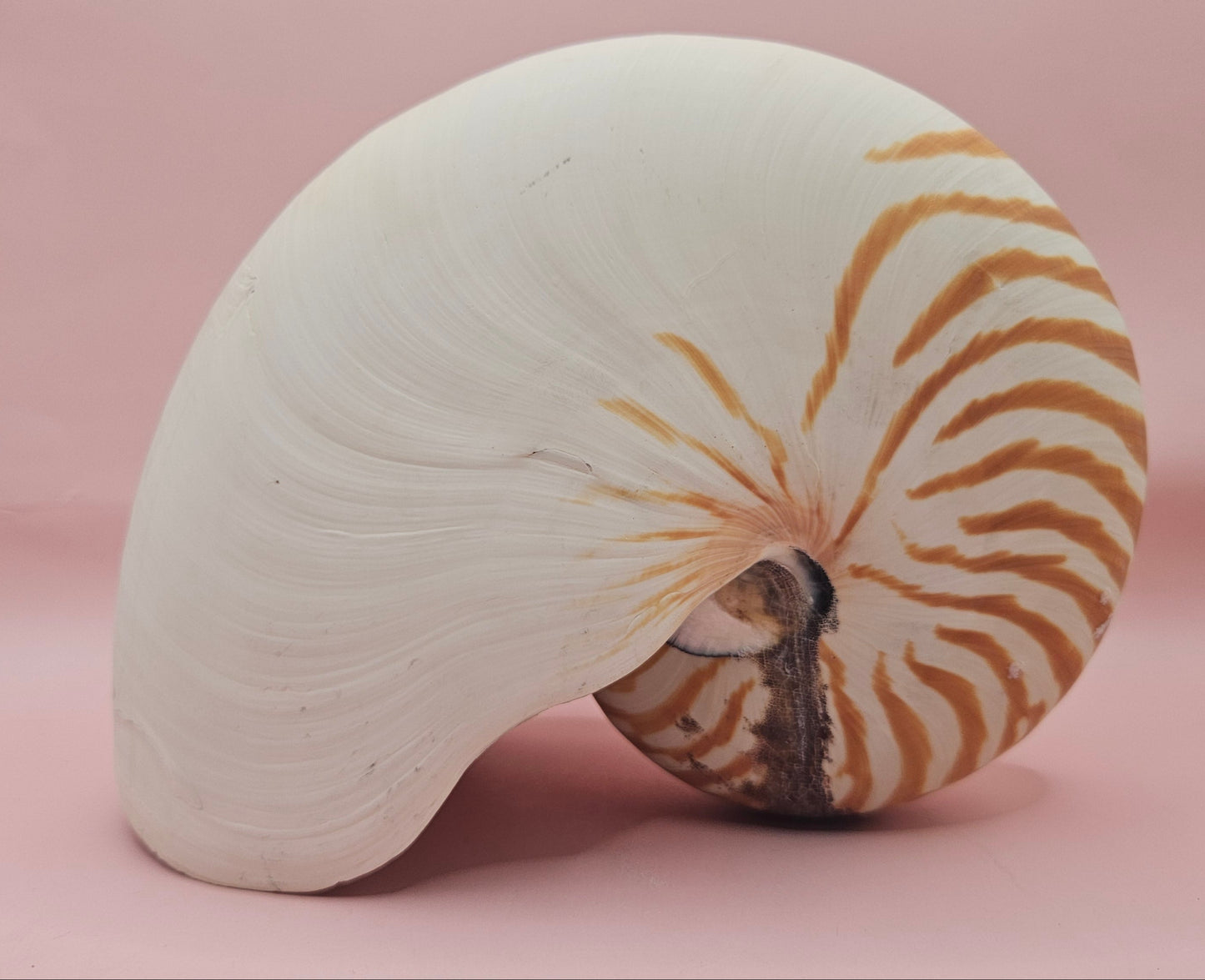 Tiger Nautilus Shell – Striking Natural Ocean Decor (8")
