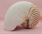 Tiger Nautilus Shell – Striking Natural Ocean Decor (8")