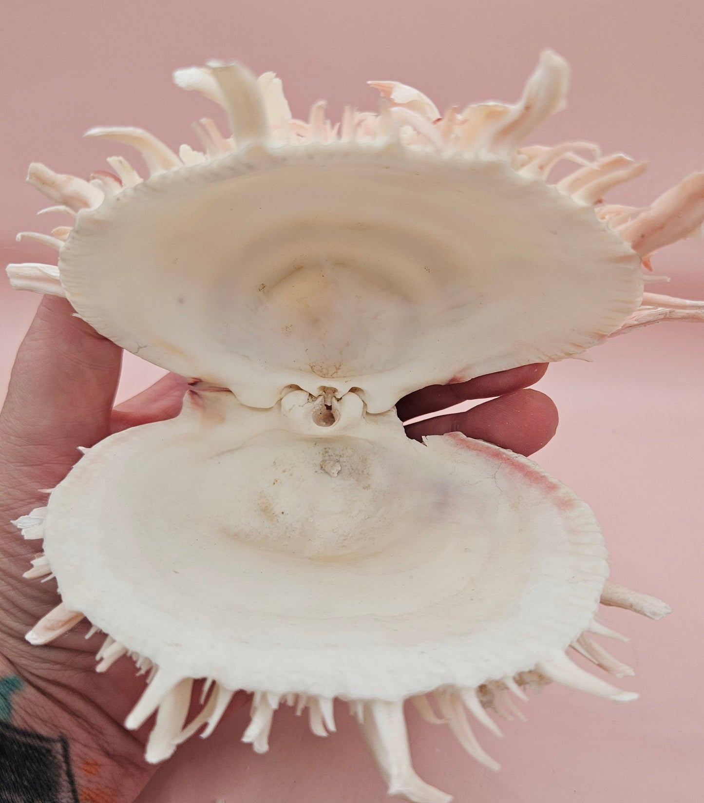 Large Hinged Spondylus Shell – 5" Blush Pink Spiny Ocean Display Spiny Thorny Oyster