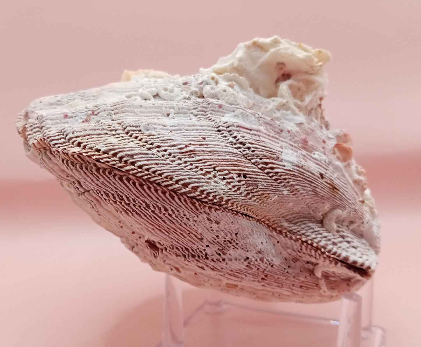 Natural Lion's Paw Seashell Pair – 5.9" x 5.3" – Barnacle-Encrusted Coastal Display