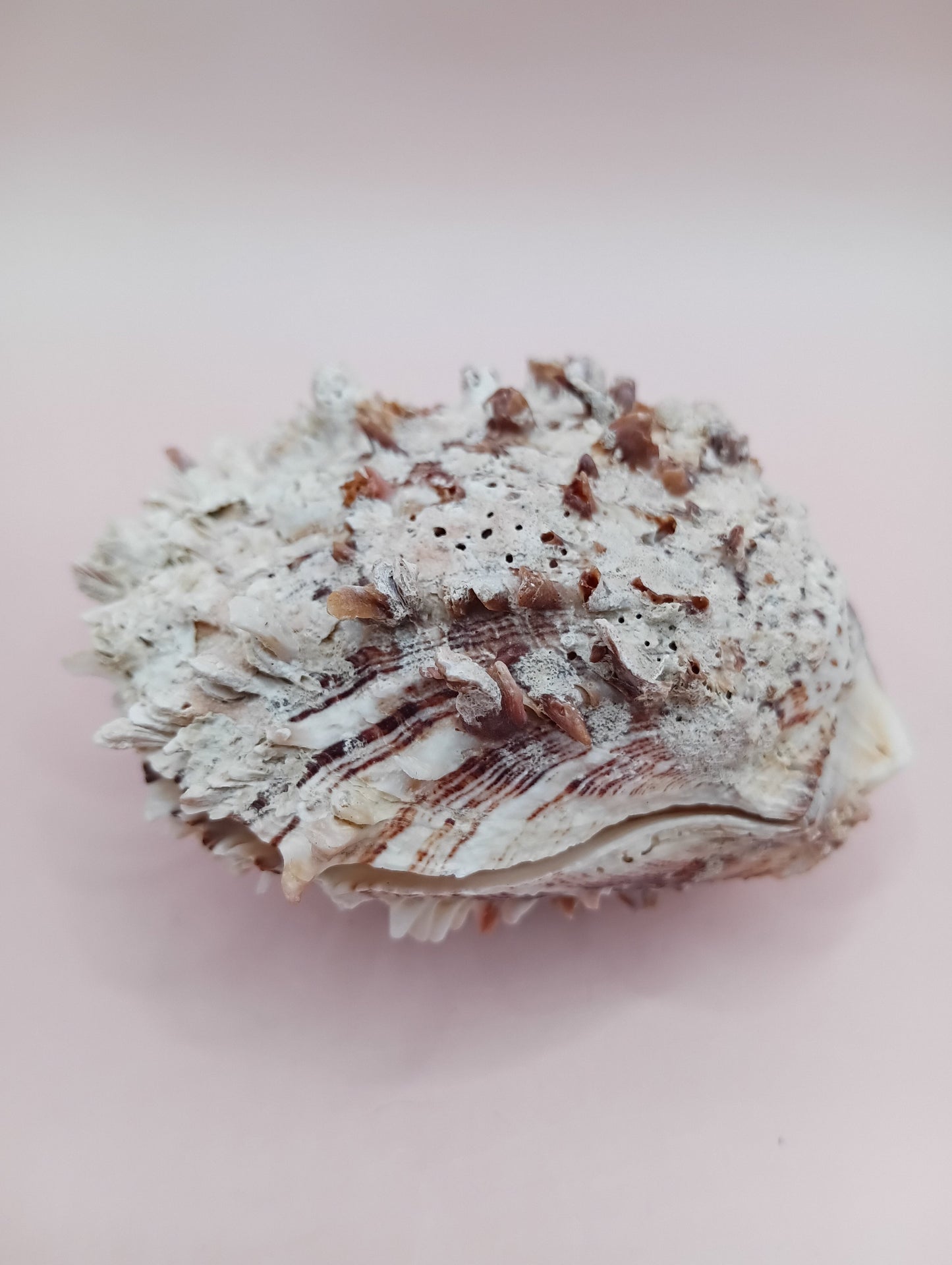 Natural Hinged Spondylus Shell – 3.0" x 2.3" – Spiny Display Shell