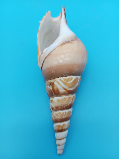 Carved Tibia Shell with Seagull Scene – 4.8"
