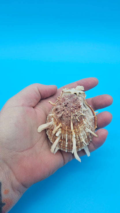 Spiny Spondylus Shell Pair 3.5" – Bold Coastal Display Shells for Home Décor