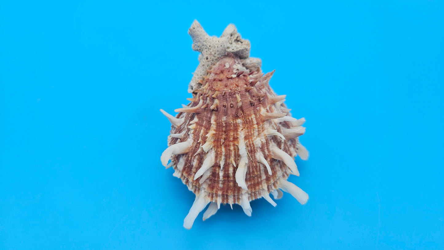 Spiny Spondylus Shell Pair 3.5" – Bold Coastal Display Shells for Home Décor