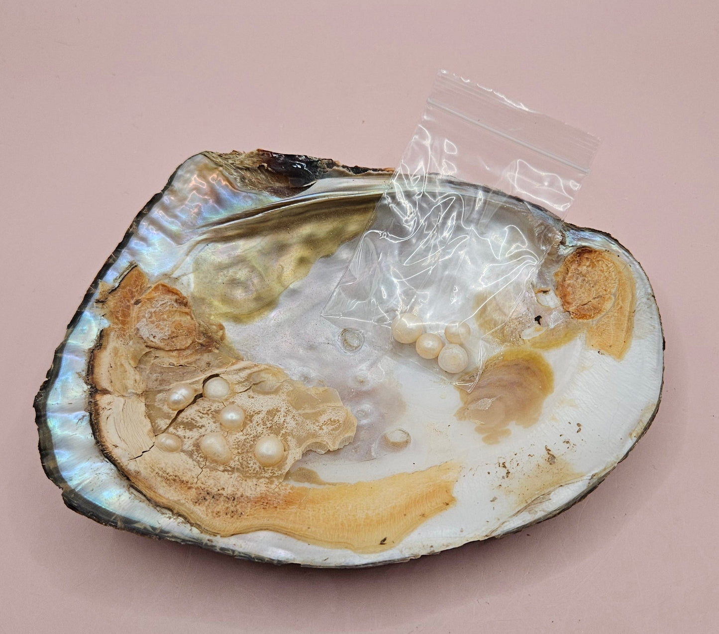 Fresh Water Clam Shell with Pearls and Loose Pearls – Display Shell 6.5"