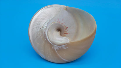 Pearled Trochus Niloticus Shell 4" Polished Spiral Display Shell with Iridescent Finish